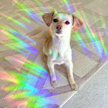 Load image into Gallery viewer, The Rosy Redhead Suncatcher Decal Rainbows